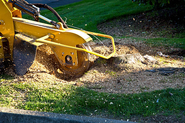 Residential Tree Removal in Vidalia, GA